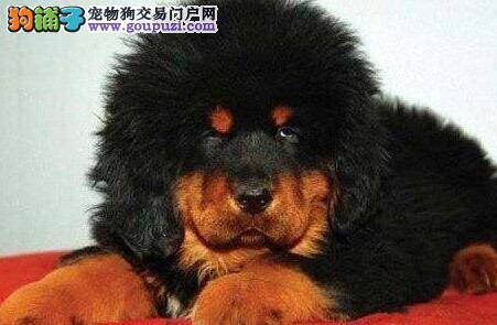 藏獒在成长中最需要什么样的狗粮