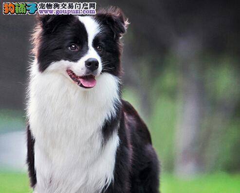 训练总动员 如何让边境牧羊犬学会拒食本领