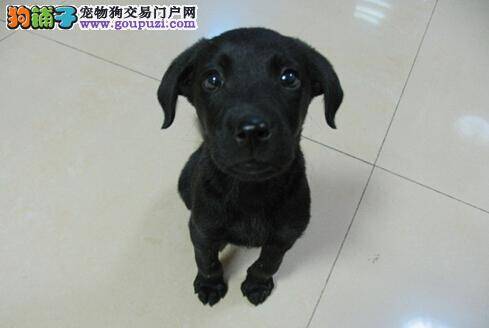 拉布拉多犬做绝育手术后要注意的十个事项
