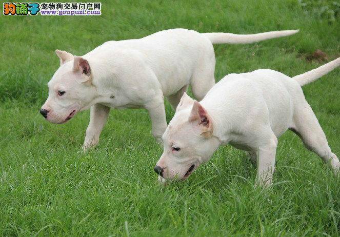 炎热的夏季，为什么杜高犬总吐舌头