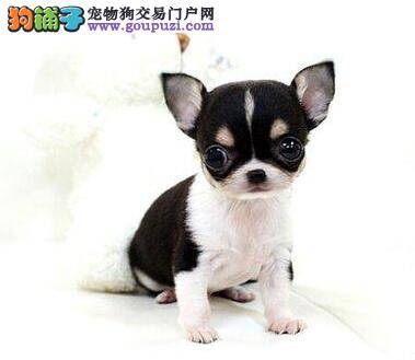 吉娃娃身上有跳蚤，全身痒怎么办