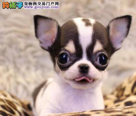 吉娃娃什么时候可以驱虫，求答案