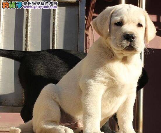 拉布拉多犬驱虫应该吃什么药物