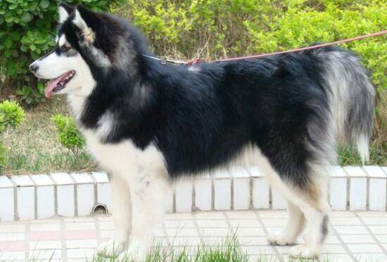 阿拉斯加雪橇犬这么能吃，为什么依旧有这么多人饲养