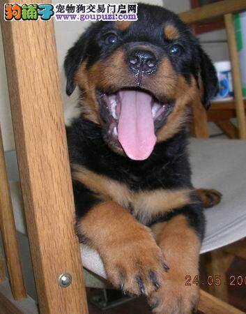 怎样喂养罗威纳犬才是最正确的