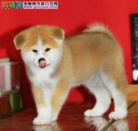 秋田犬最近总流眼泪有什么好的方法可以解决这个问题