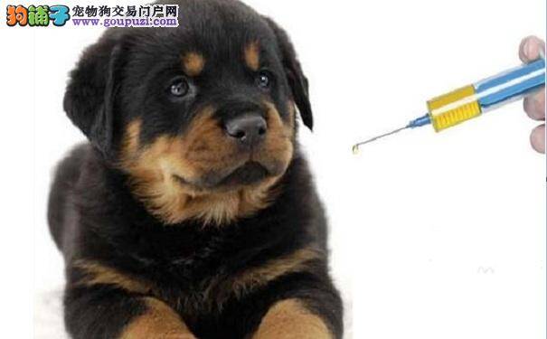 罗威纳犬幼犬注射疫苗应该注意什么