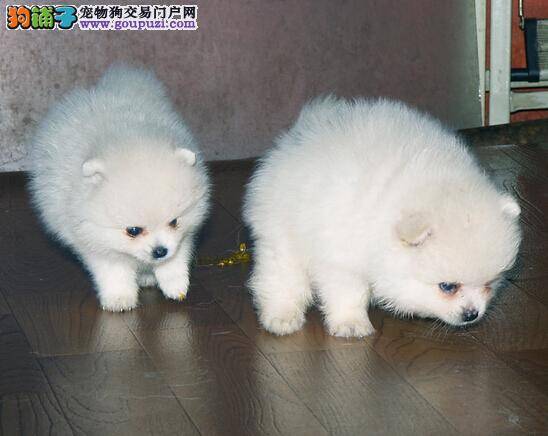 狗狗洗澡真讲究 参考给茶杯犬洗澡的几个原则