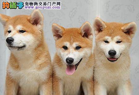 怎样训练让秋田犬学会装死技能成为宠物小明星