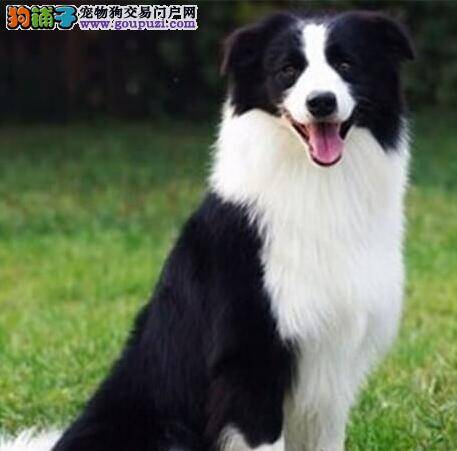 边境牧羊犬总咳嗽，干呕这是感冒了吗