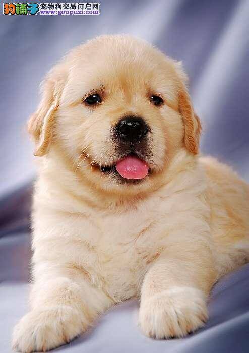 我家金毛犬身上很痒是怎么了