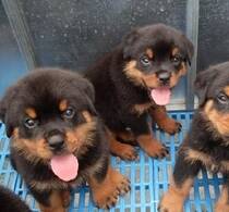 罗威纳犬这几天口臭，有牙结石没事吧