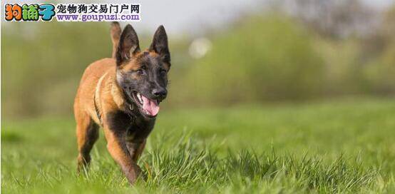 购买比利时牧羊犬时需要注意的关键问题