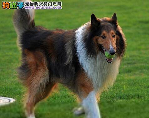 饲养大全集 牛奶对苏格兰牧羊犬有哪些影响