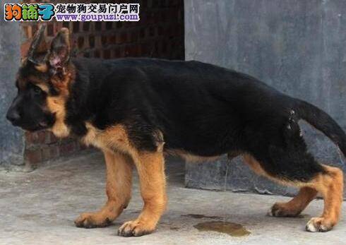 德国牧羊犬出现咳嗽怎么办