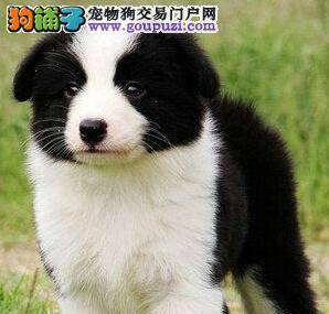 边境牧羊犬腿附近掉毛，而且伴有皮屑如何是好