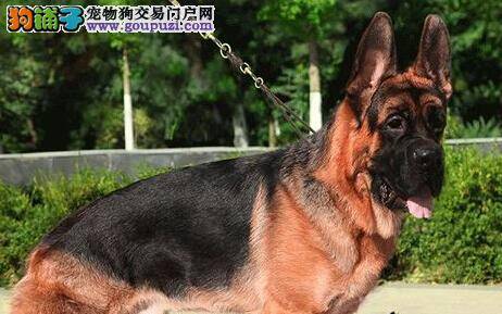 德国牧羊犬着凉开始咳嗽吐痰怎么办