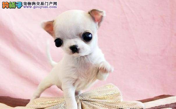 吉娃娃为什么会咬人 七个步骤让你避免被吉娃娃攻击