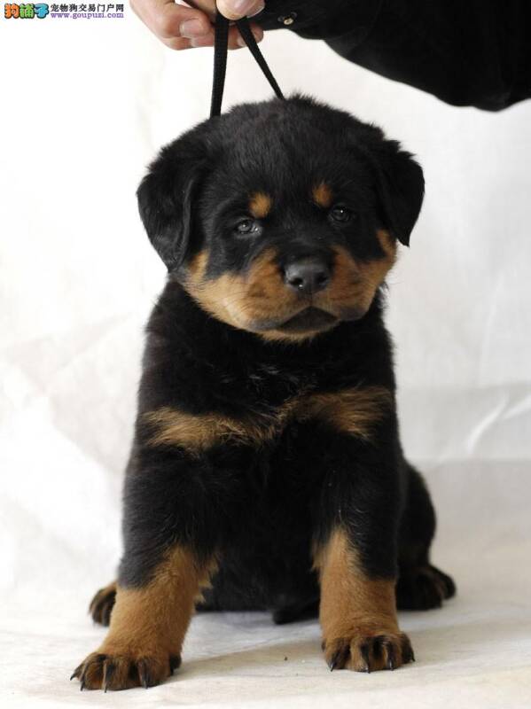 罗威纳犬眼屎很多，眼睛睁不开应怎么办