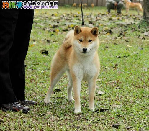 育“狗”为本 怎样对柴犬进行后天的教育工作