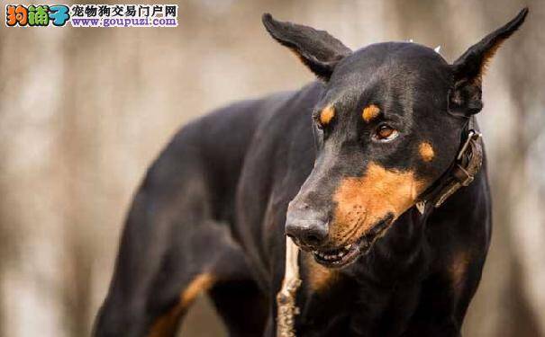 德系杜宾犬好养吗 准备饲养笃宾犬须知