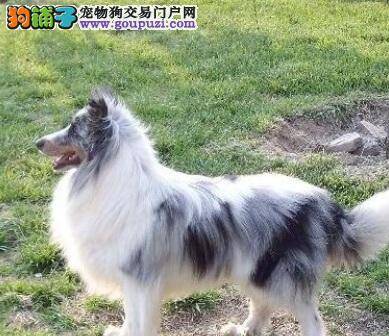 购买喜乐蒂牧羊犬前应该注意它的外形特点