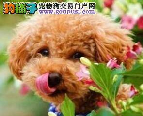 北京多个居民发现宠物狗身上携带蜱虫