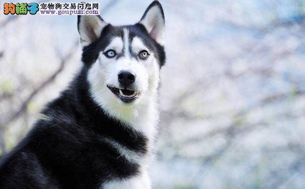 哈士奇鼻子周围掉毛的原因以及解决办法