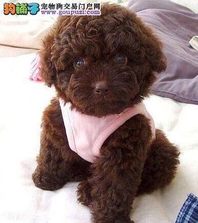 三个月的泰迪犬幼犬饲养须知