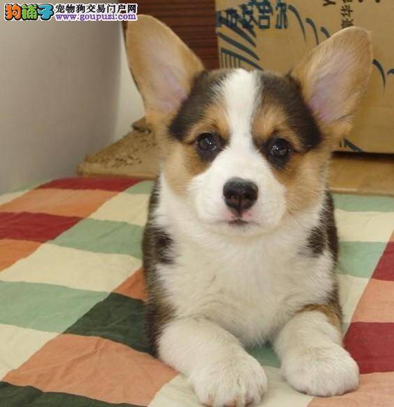 柯基犬干呕好几天了 求专家指点