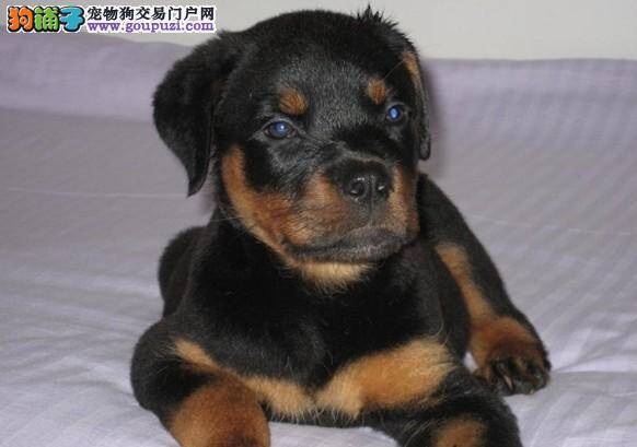 罗威纳犬最近老是干咳的原因