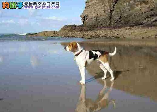 狗狗疾病早知道 比格犬患上肠炎类型的细小应如何治疗