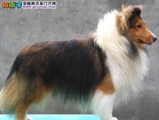 喜乐蒂犬最近总拉肚子怎么办