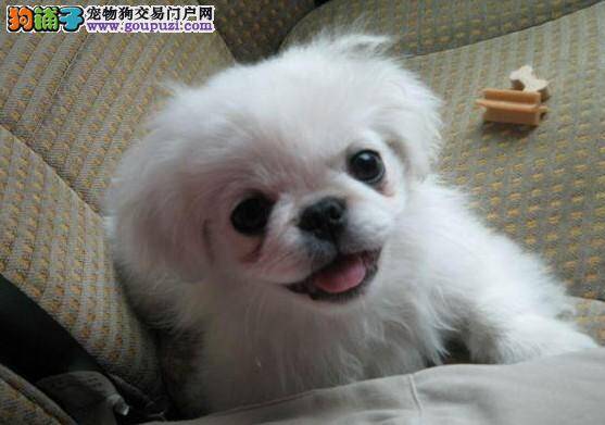 京巴狗拉肚子还吐虫子是怎么回事