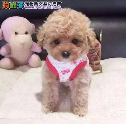 泰迪犬最近流鼻涕，咳嗽是感冒了吗