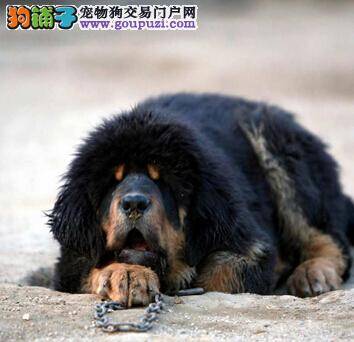 紧急救治 藏獒骨折之后要如何进行处理和治疗