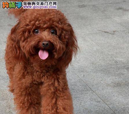 健康大百科 泰迪犬胃口不好怎么办