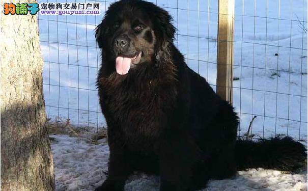 如何训练纽芬兰犬 训练纽芬兰犬的注意事项