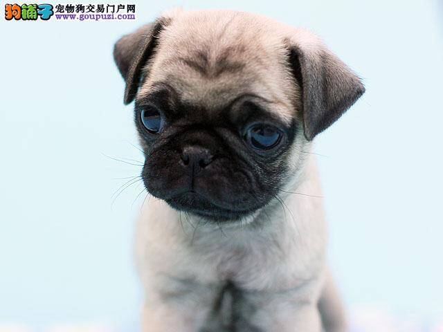 巴哥犬在夏季疾病预防的温馨小贴士