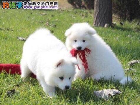 萨摩耶拉稀呕吐不爱吃东西该怎么办