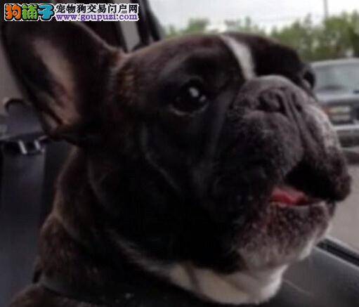 斗牛犬范二学家禽叫 可爱模样惹人笑