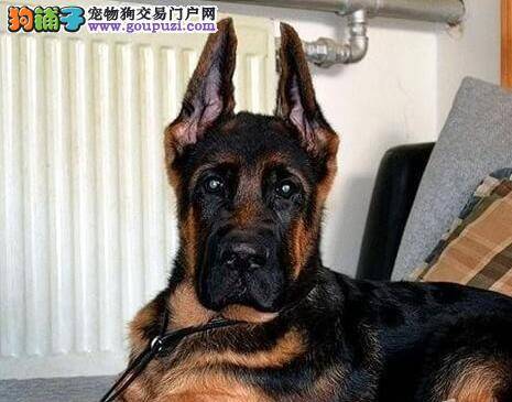 德国牧羊犬太粘人了怎么教育改正