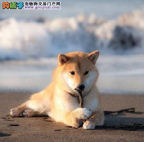 去除异味小妙招 柴犬耳部异味要怎样缓解