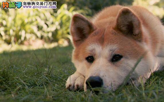 选购秋田犬时观察它的生活环境的重要性