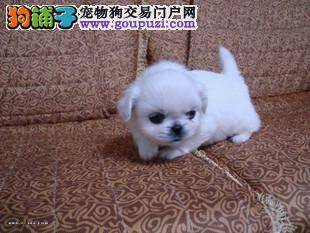 京巴狗得了犬瘟抽搐还能治好吗