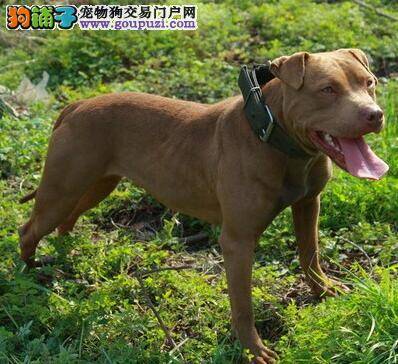 介绍斗型比特犬和秀型比特犬特征