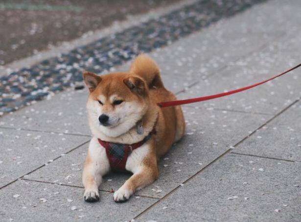 选购柴犬的时候，需要注意哪些方面呢