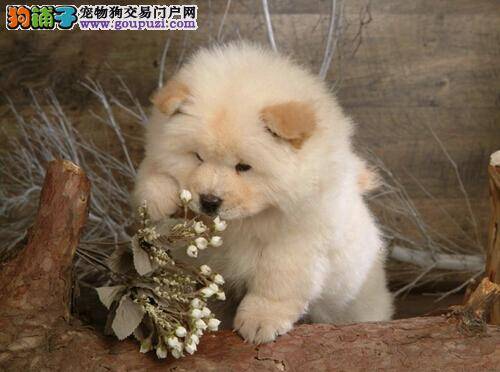 科学喂食松狮犬请勿过量 八成饱刚刚好