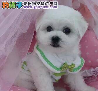 比熊犬身上长黄豆大小的包是什么东西