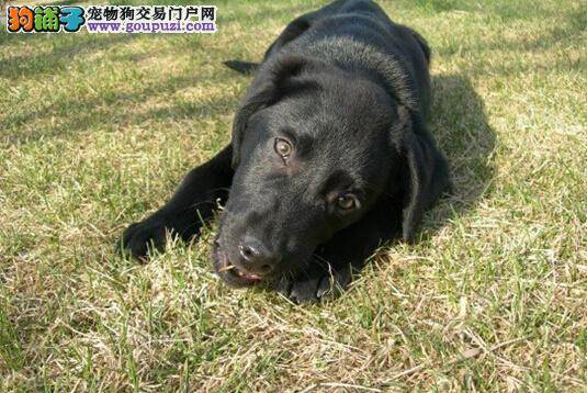 梳妆又打扮 推荐给拉布拉多犬梳毛的方法